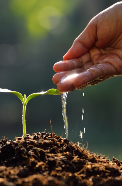 Water and Plant stock photo