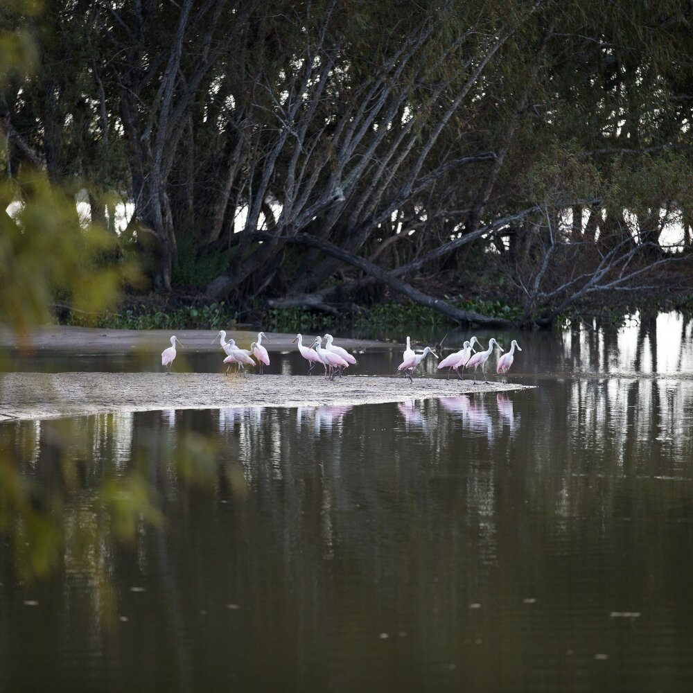coastal bayou.jpg
