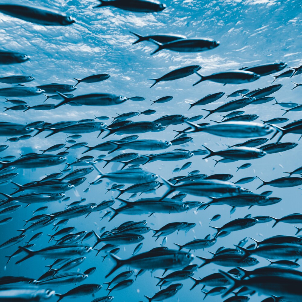Ocean School of Fish stock
