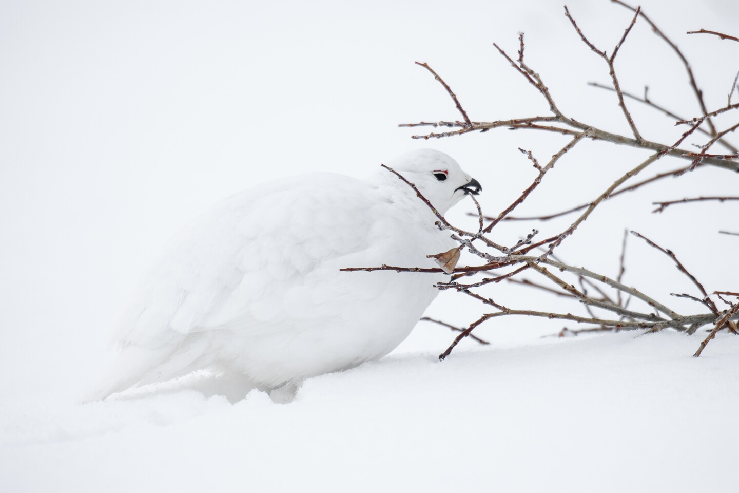 White-tailed ptarmigan on snow