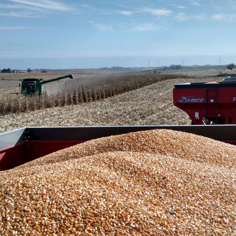 2017 Iowa Harvest Amy Saltzman's farm
