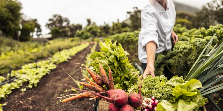 A farmer picks fresh vegetables from a field. 