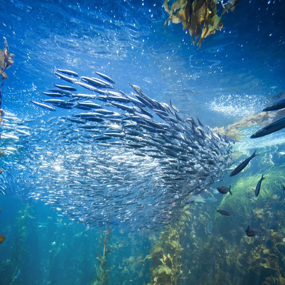 Sea life and fish underwater.