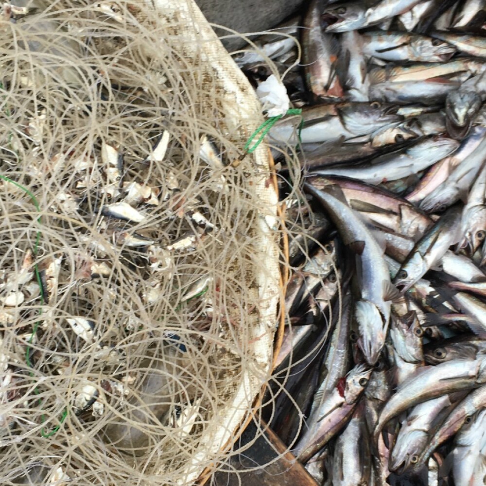 chile-hake-hero.jpg