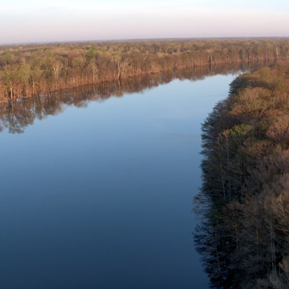 Mississippi River Delta Timber Scenic