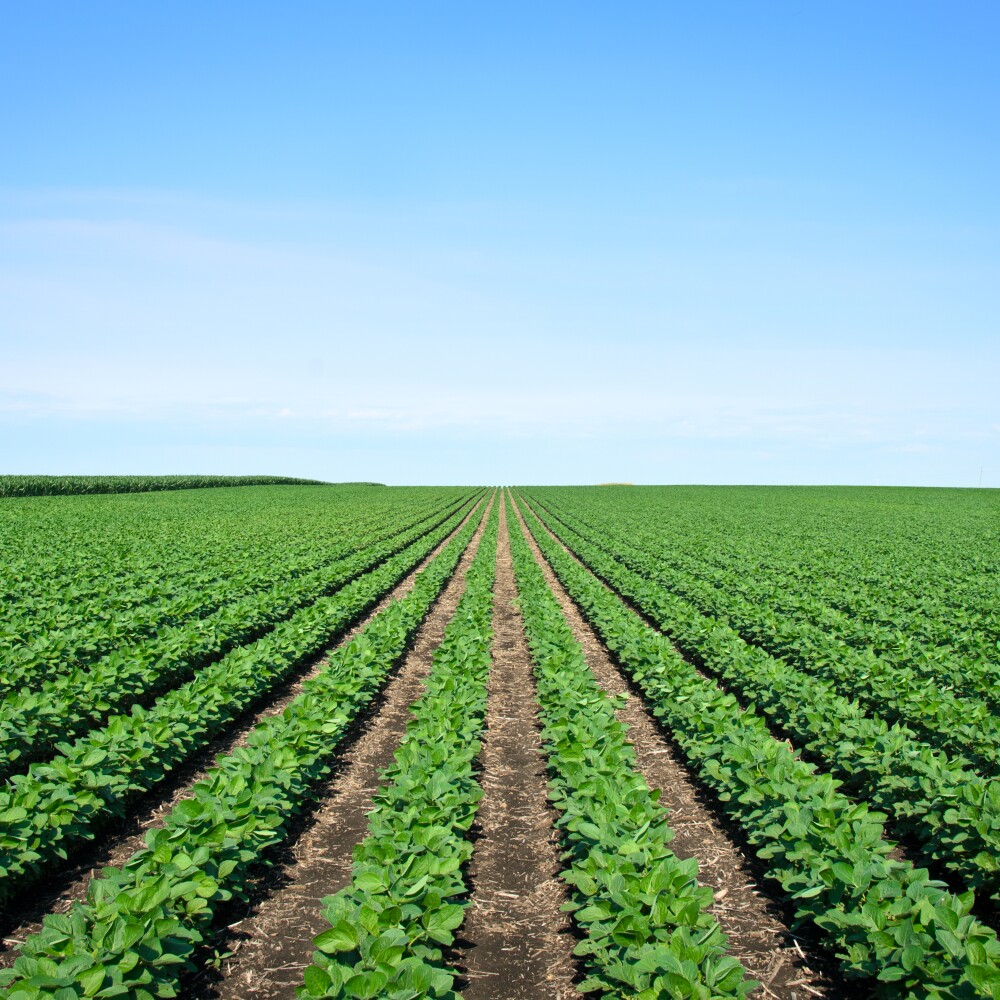 Iowa soybean crop 
