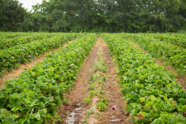 NWA Food Systems. Farmland. Dennis McGarrah