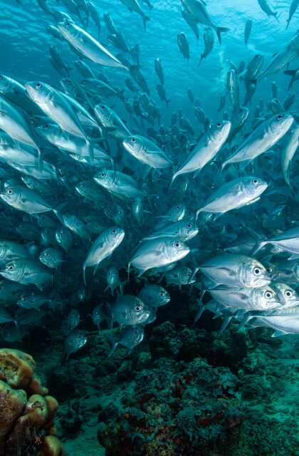 Oceans and Fish stock