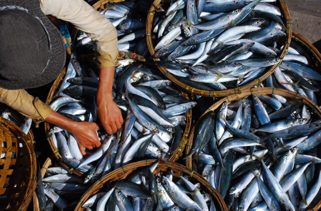 Environment_Oceans_Seafood