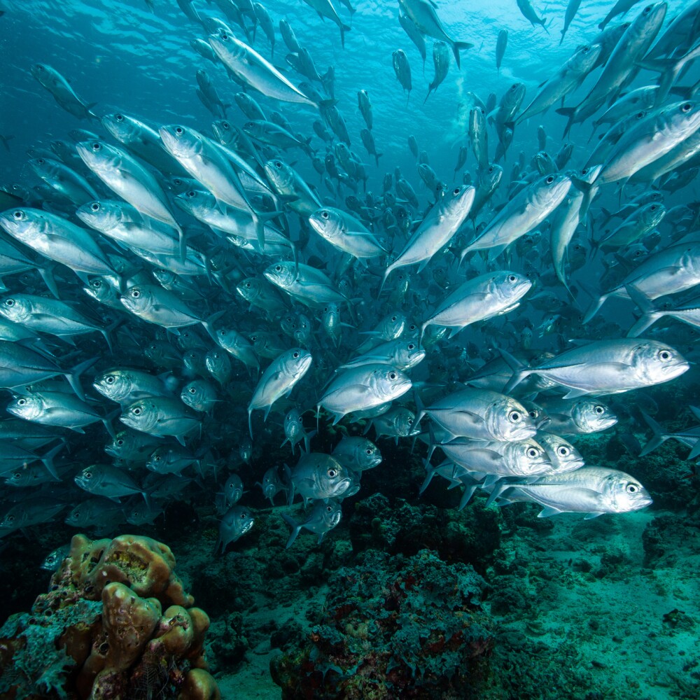 Oceans and Fish stock