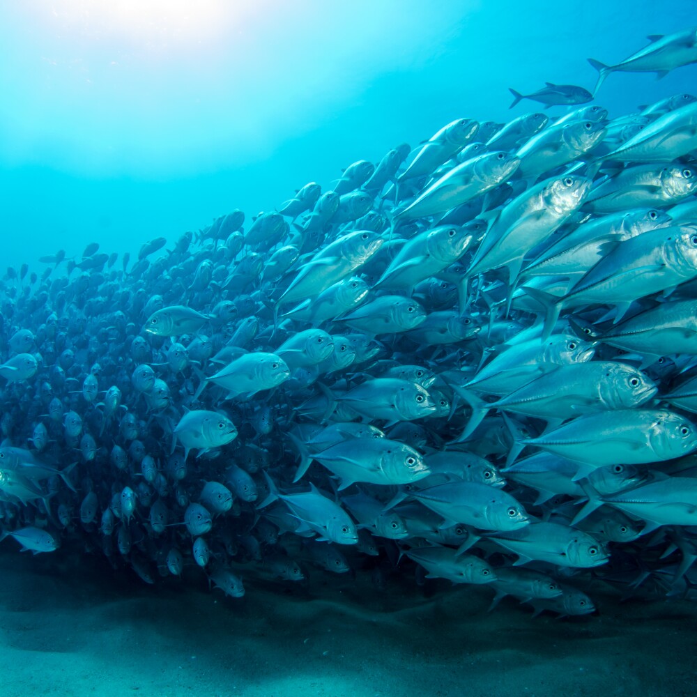 School of Fish