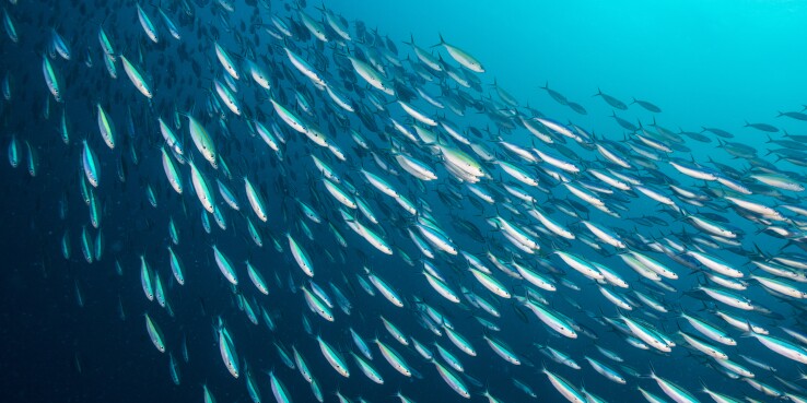 Bait Ball - Palau, Micronesia