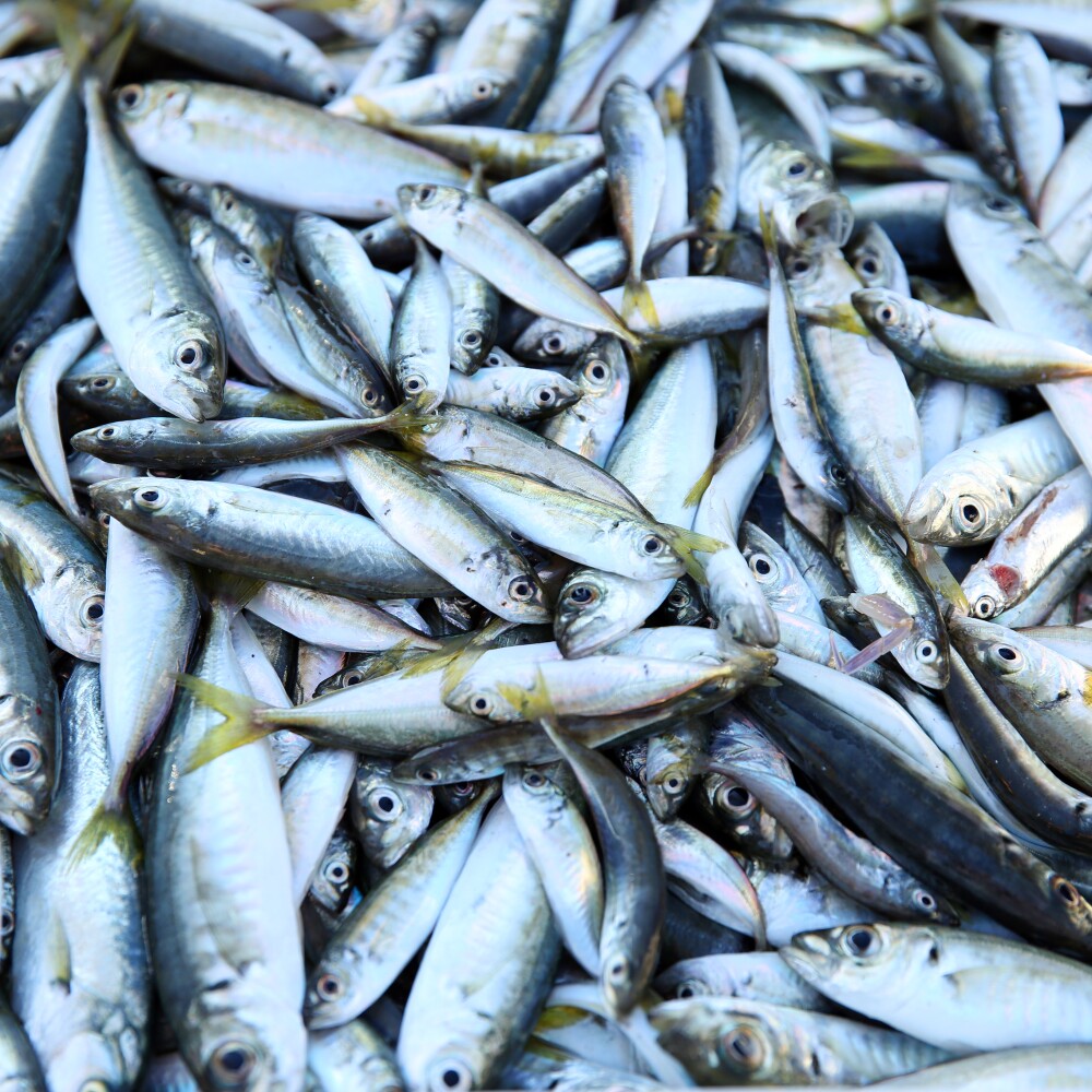 Mackerel Catch
