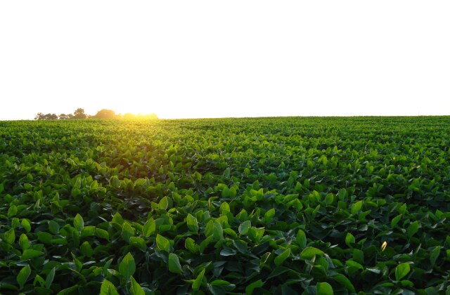 Iowa crop on Saltzman family farm. 