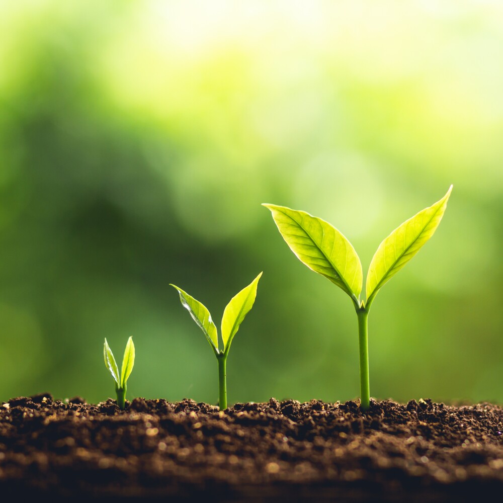 Plants growing