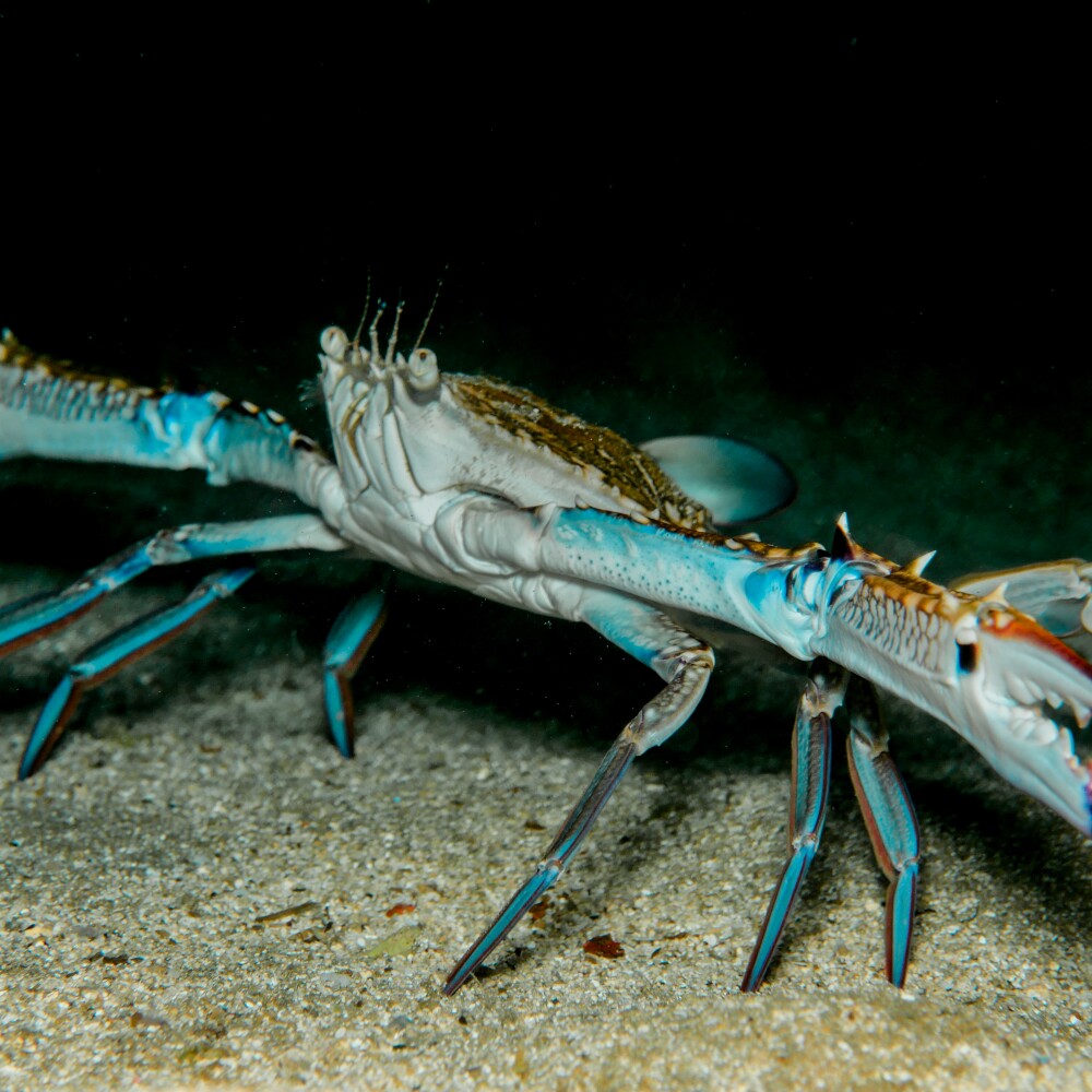 Blue Swimming Crab