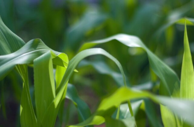 iowa-farmer-plain.jpg
