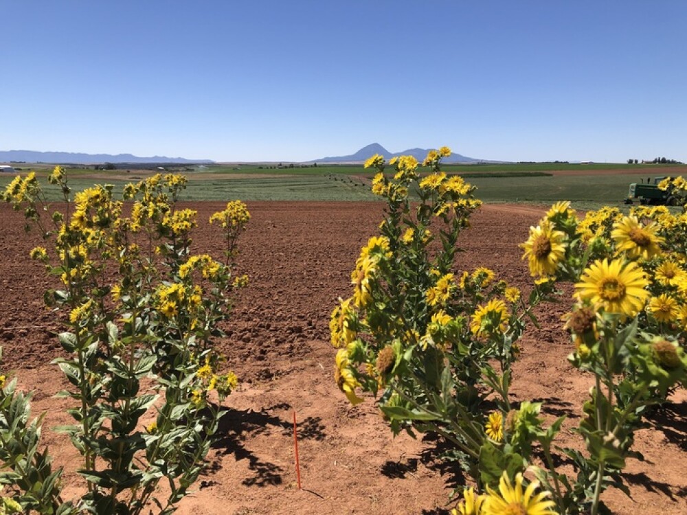 silphium_720.jpg