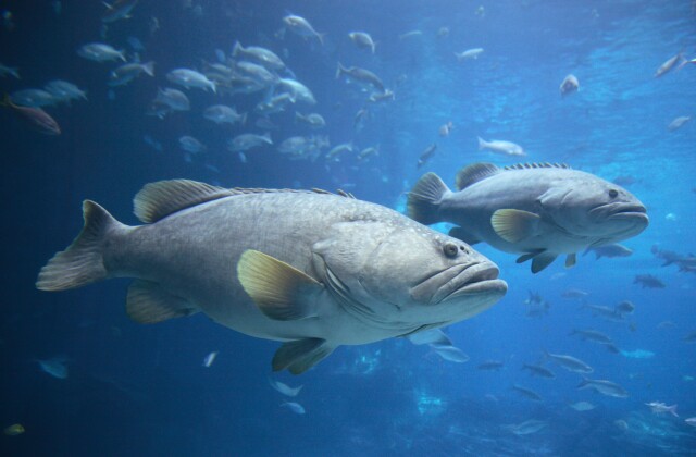 Group of grouper 
