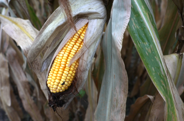 Iowa Cover Crops. Mitchell Hora. Corn
