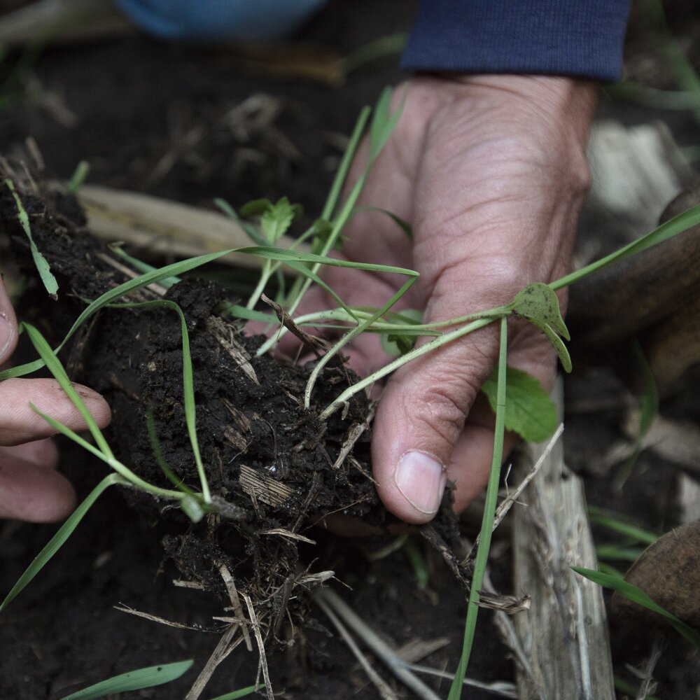 Tim Smith Roots of Conservation hands soil
