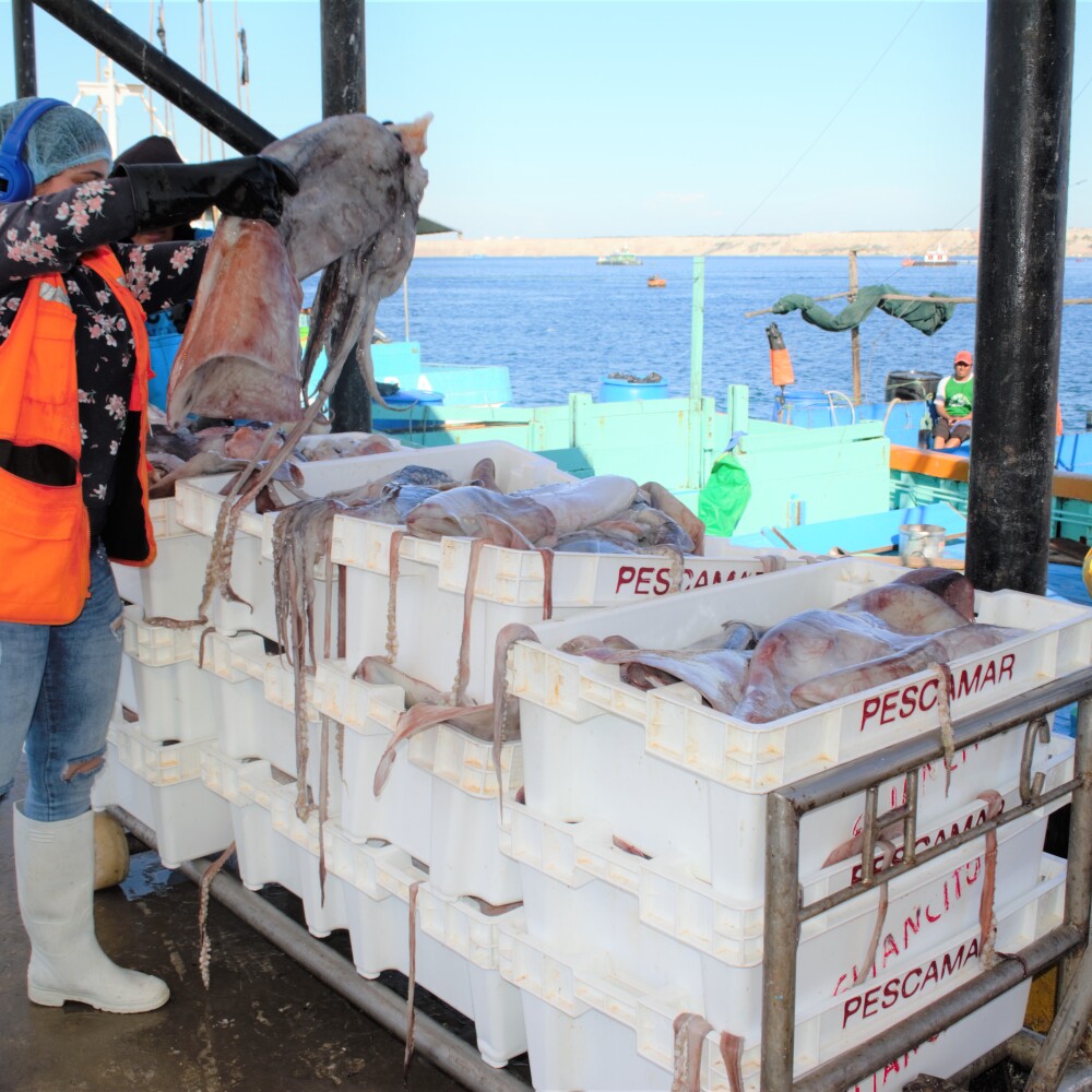 Peru Squid Fishing 2