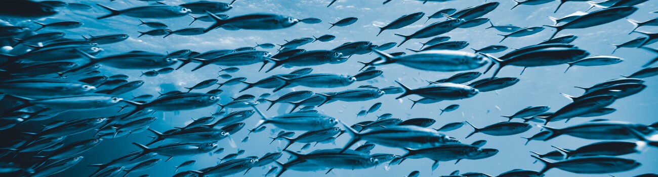 Ocean School of Fish stock