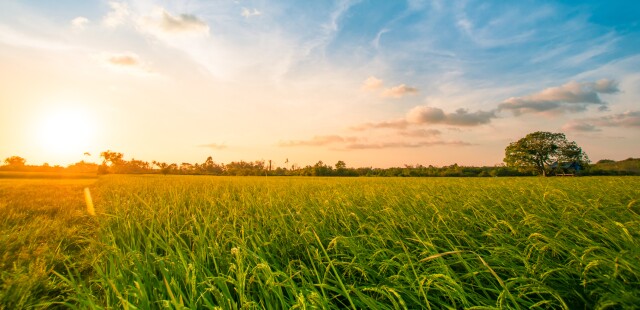 Green rice field with blue sky sunset