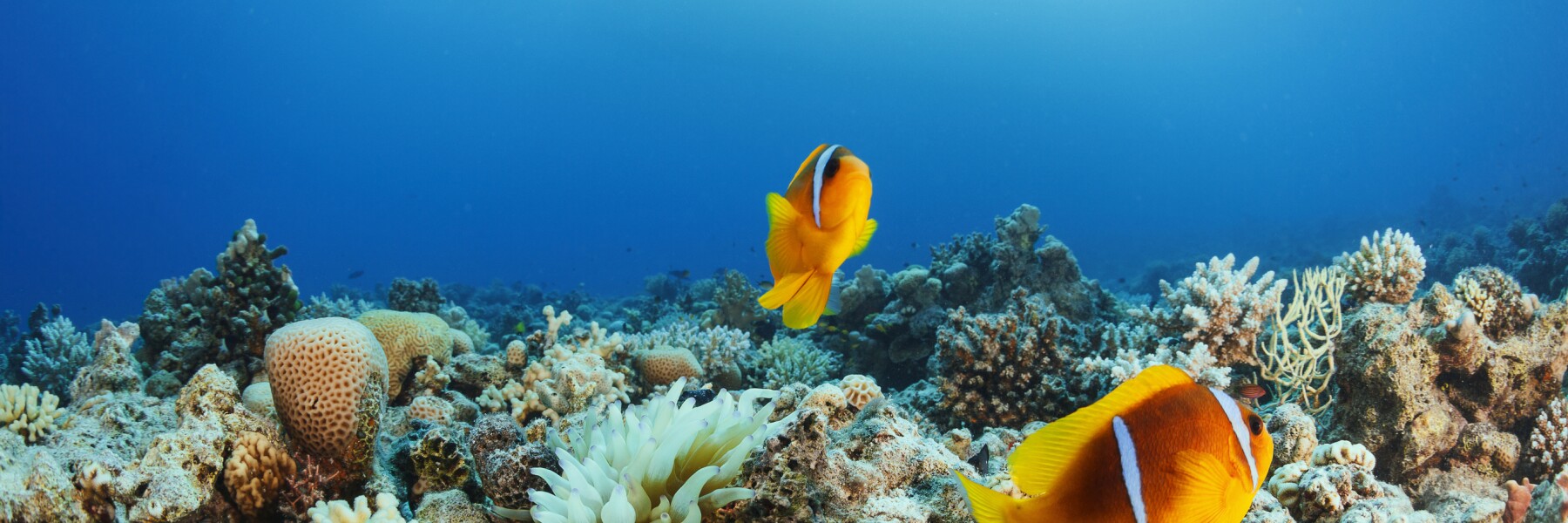Anemone clownfish Underwater Sea life Scuba Diver Point of View