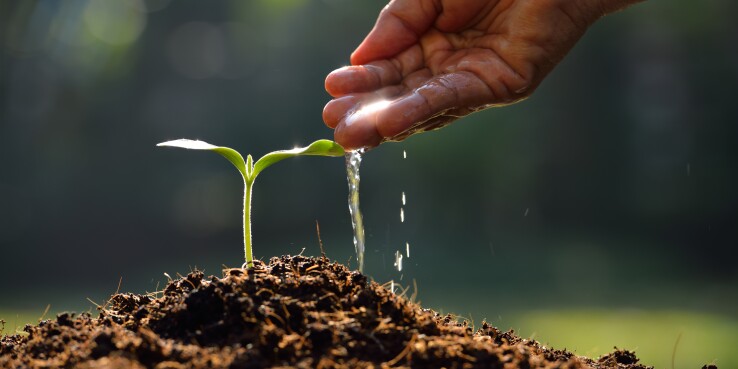 Water and Plant stock photo