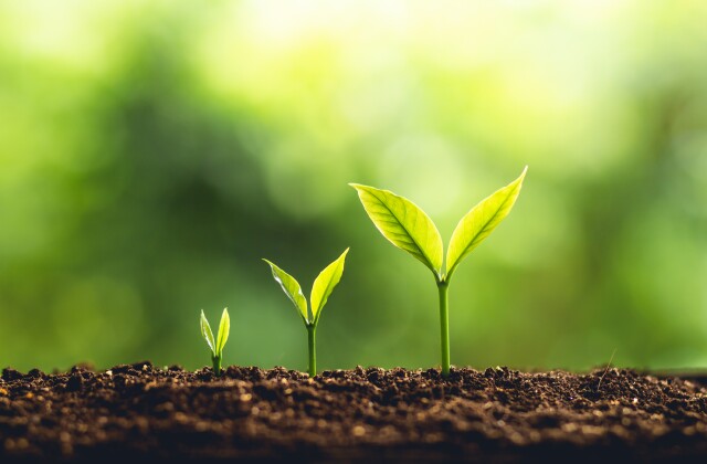 Plants growing