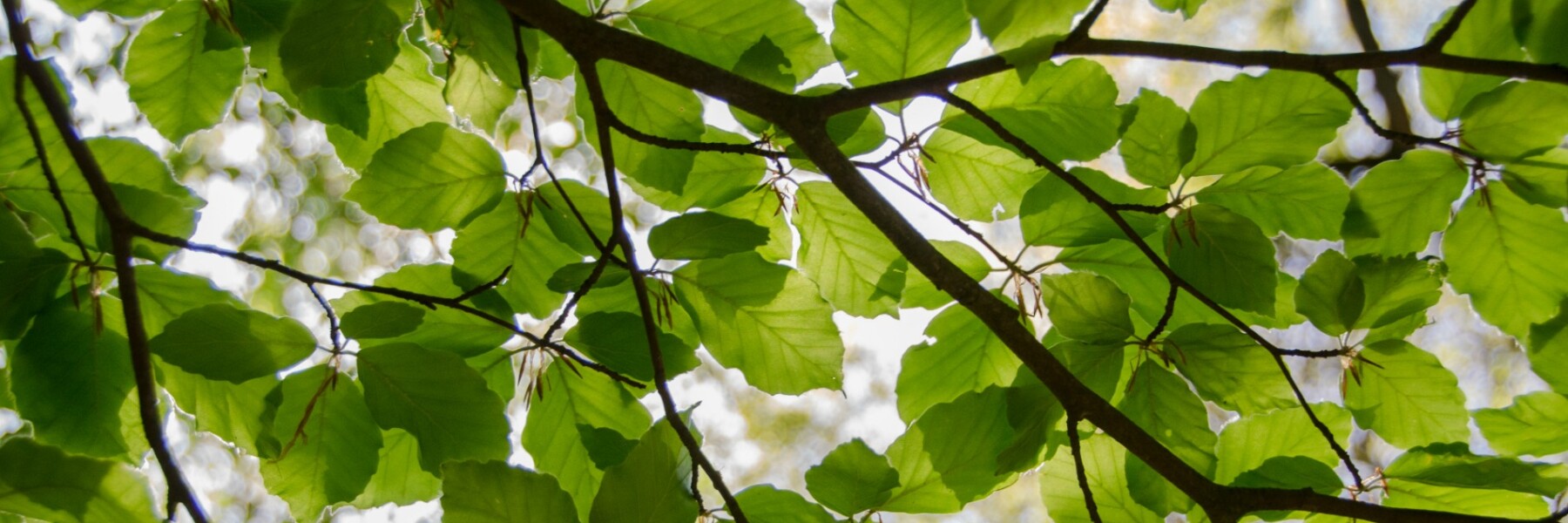 tree-canopy-hero.jpg