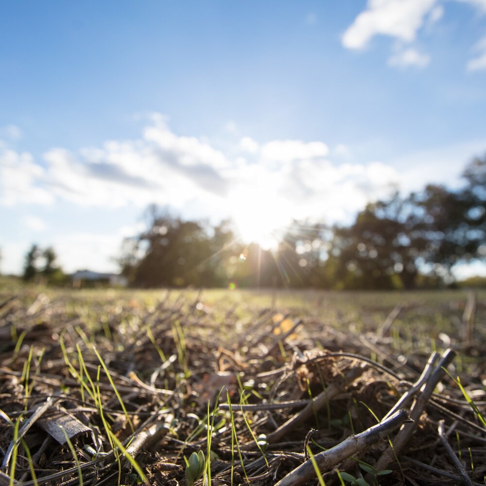 Ray_MCcormick agriculture field of grass