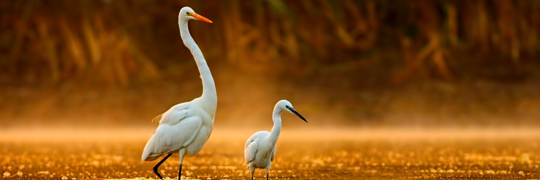 Birds in golden misty morning