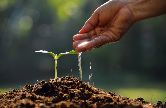 Water and Plant stock photo