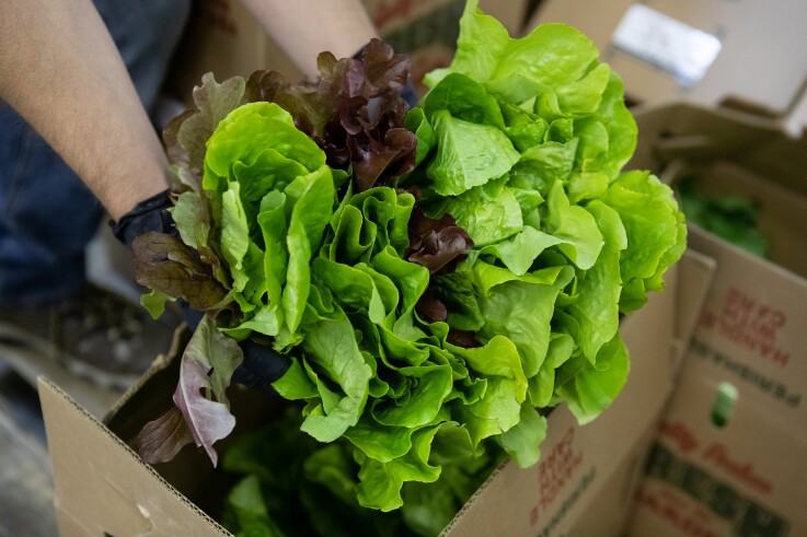 NWA Food Systems. Food Conservancy. Lettuce