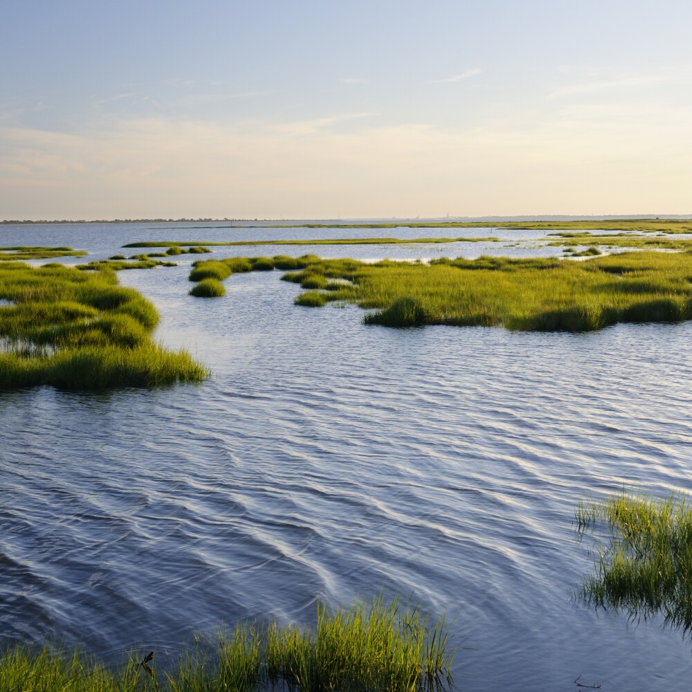 Ocean Inlet with Marsh Grass